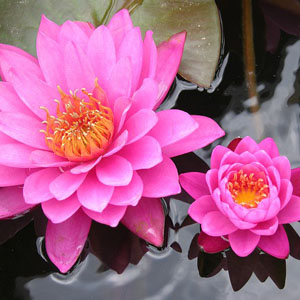 Image of Lotus
